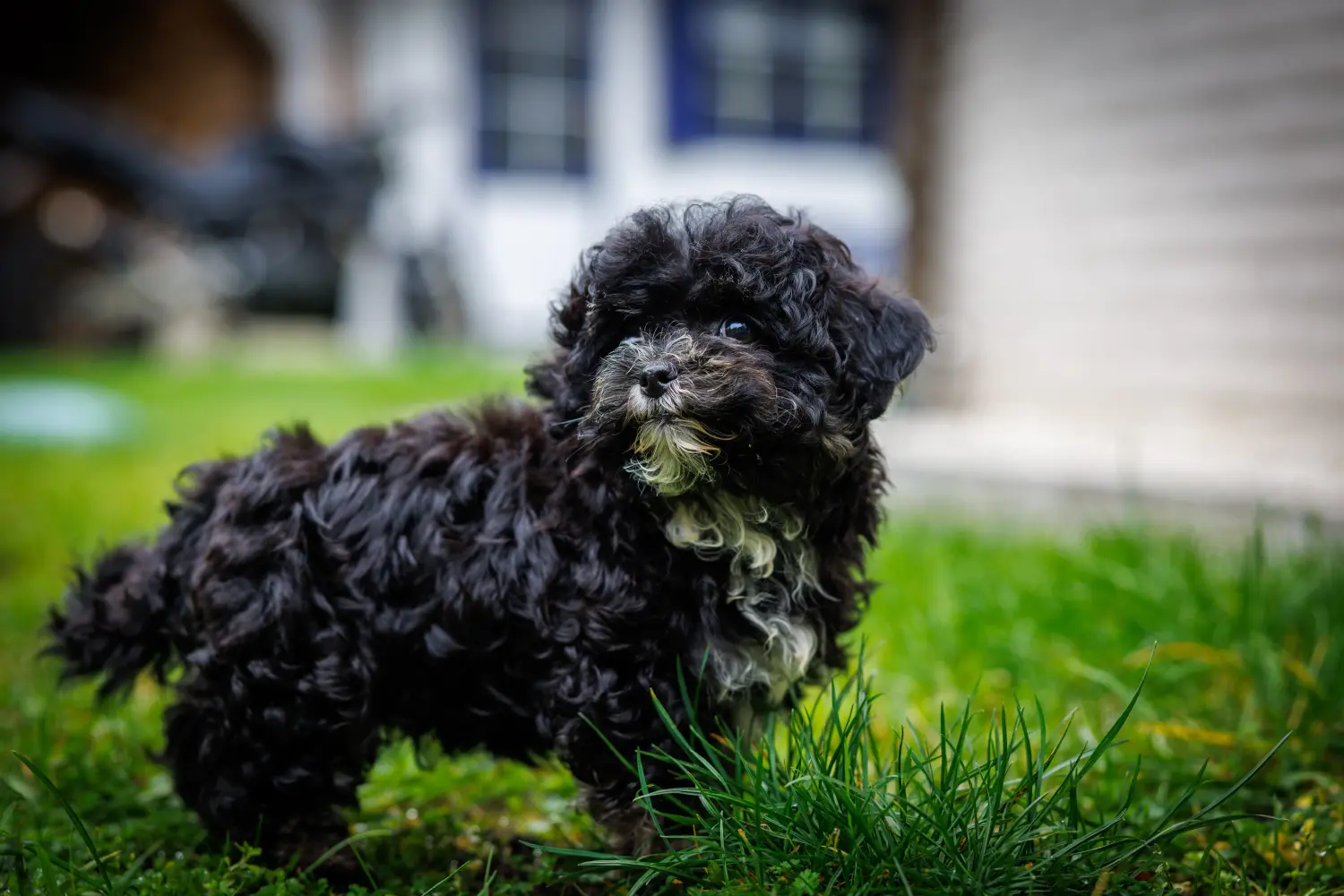Buying a Bolonka Zwetna puppy means taking responsibility! Buy Bolonka Zwetna puppies.