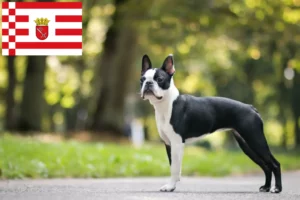 Read more about the article Boston Terrier breeders and puppies in Bremen