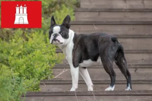 Read more about the article Boston Terrier breeders and puppies in Hamburg