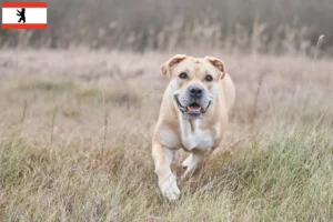 Read more about the article Ca de Bou breeders and puppies in Berlin