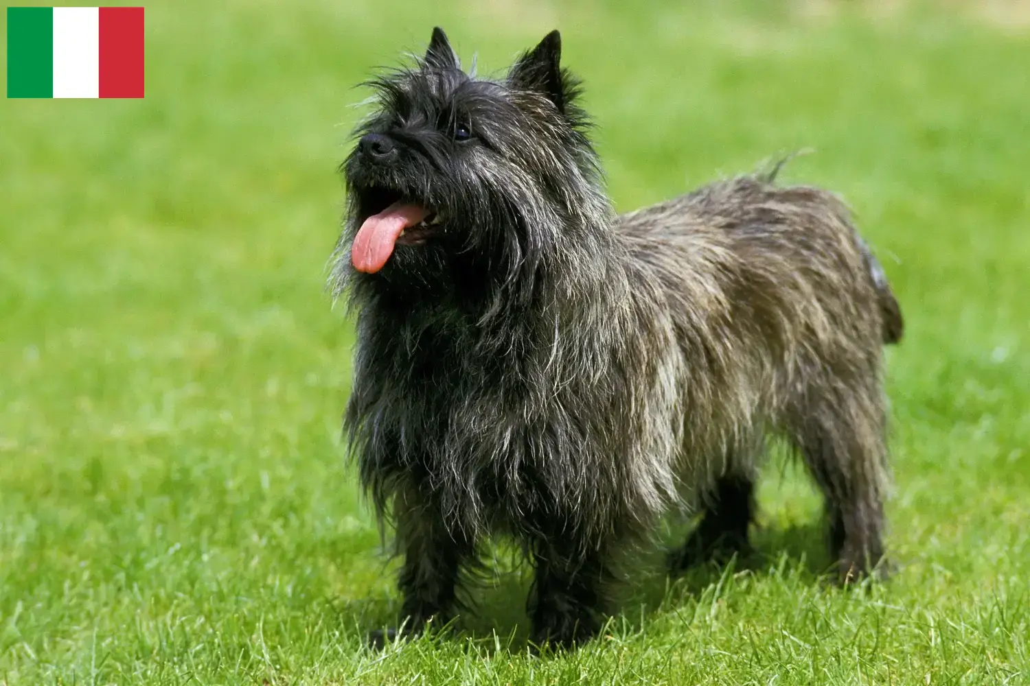 Cairn Terrier puppies and breeders Italy Find Cairn Terrier breeders in Italy.