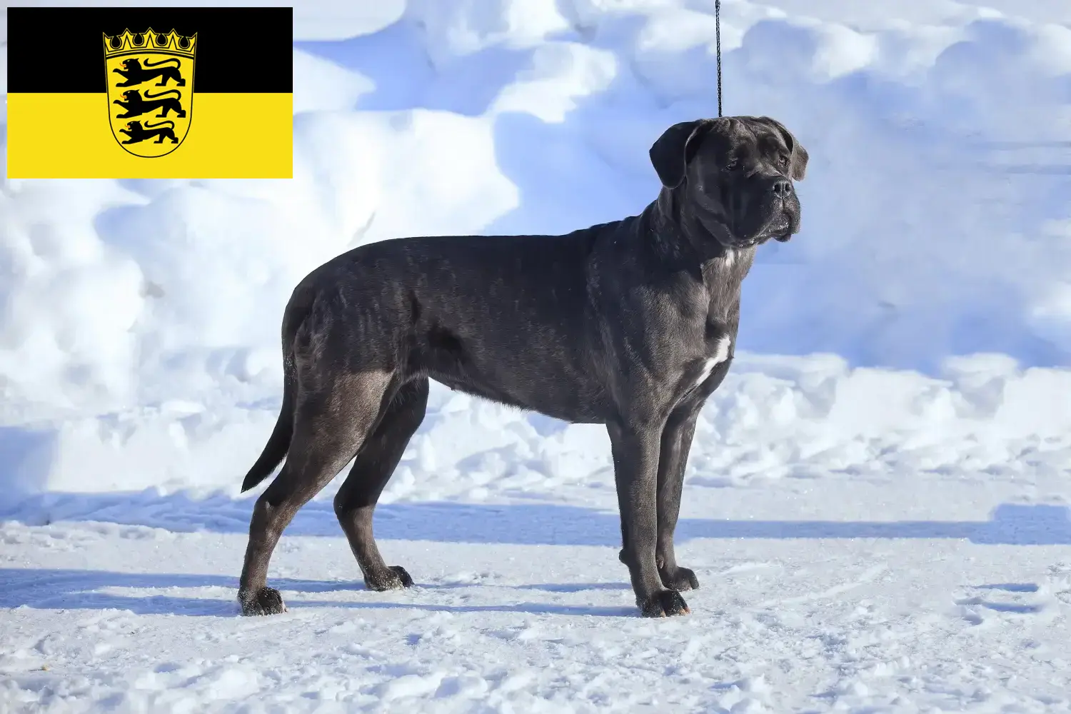 Read more about the article Cane Corso Italiano breeders and puppies in Baden-Württemberg