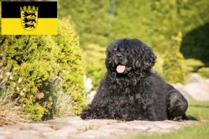 Read more about the article Cão de Agua português breeders and puppies in Baden-Württemberg