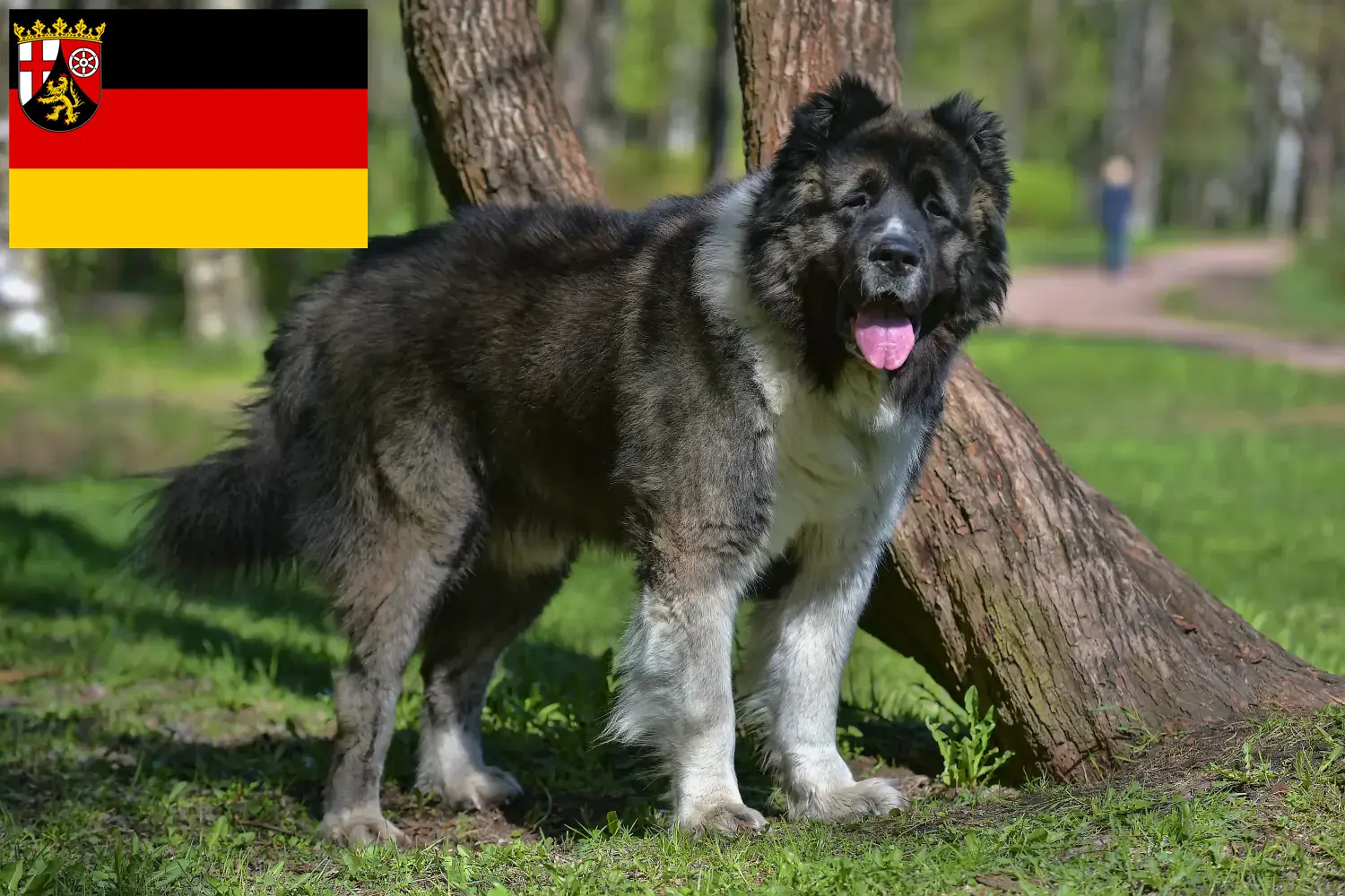 Caucasian Shepherd Dog Puppies and Breeder Rhineland-Palatinate Here you can find Caucasian Shepherd Dog breeders in Rhineland-Palatinate.