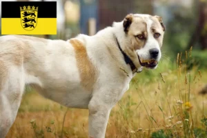 Read more about the article Central Asian Shepherd Dog Breeder and Puppies in Baden-Württemberg