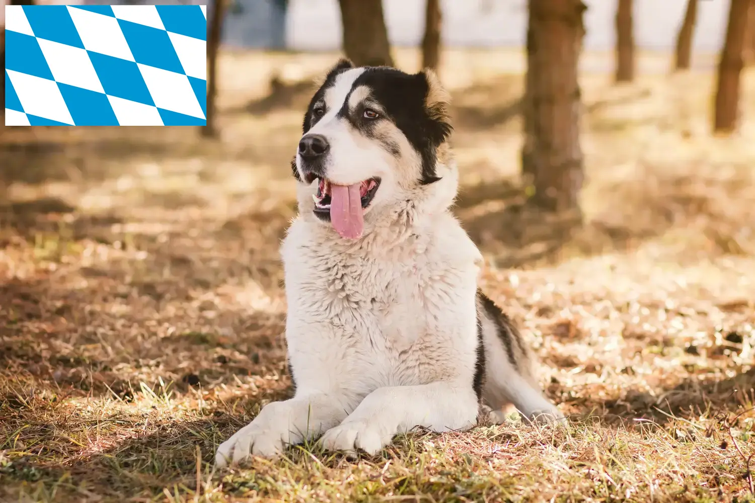 Central Asian Shepherd Puppies and Breeder Bavaria Here you will find breeders of Central Asian Shepherds in Bavaria.