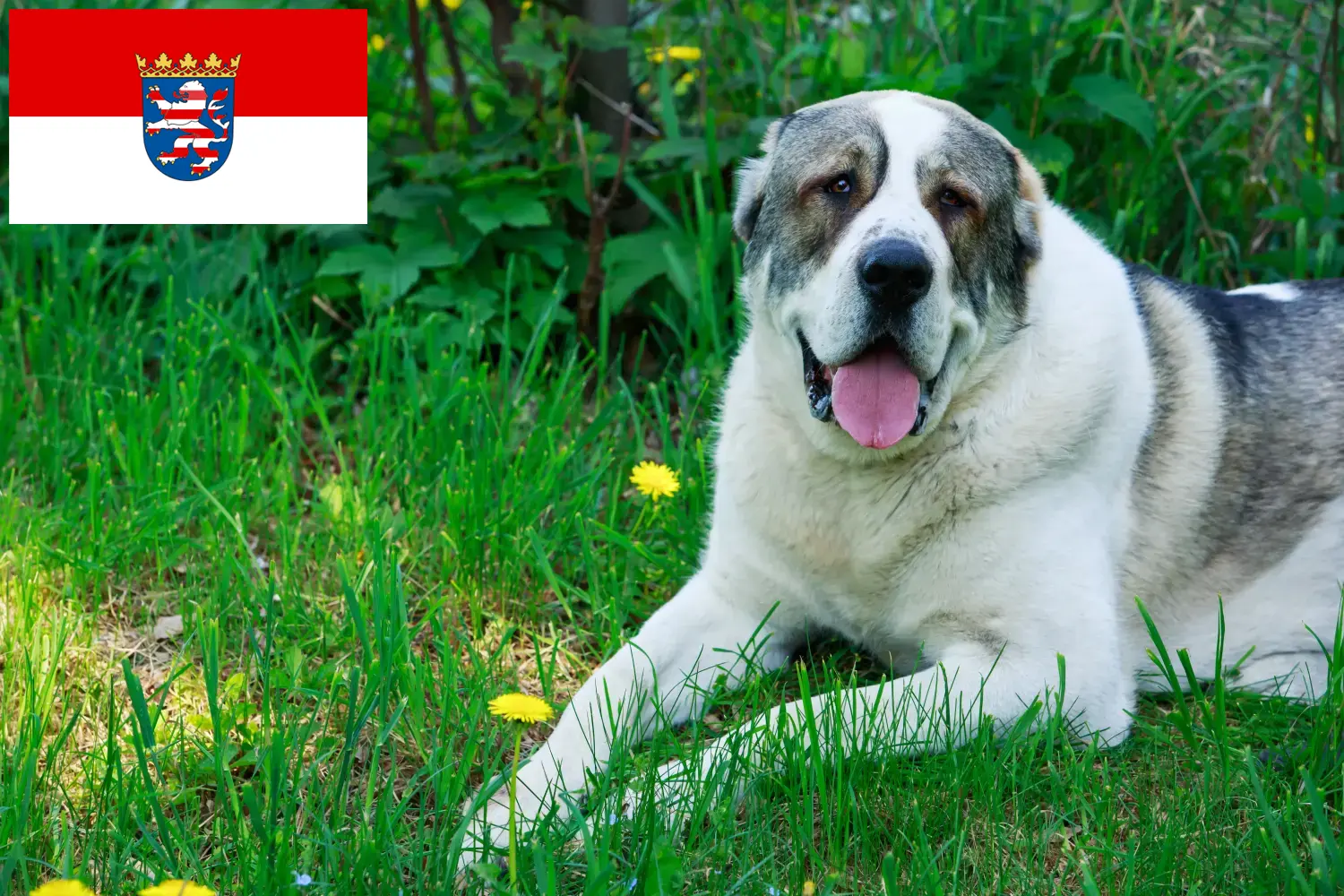 Central Asian Shepherd Puppies and Breeder Hessen Find here Central Asian Shepherd Dog breeders in Hessen.
