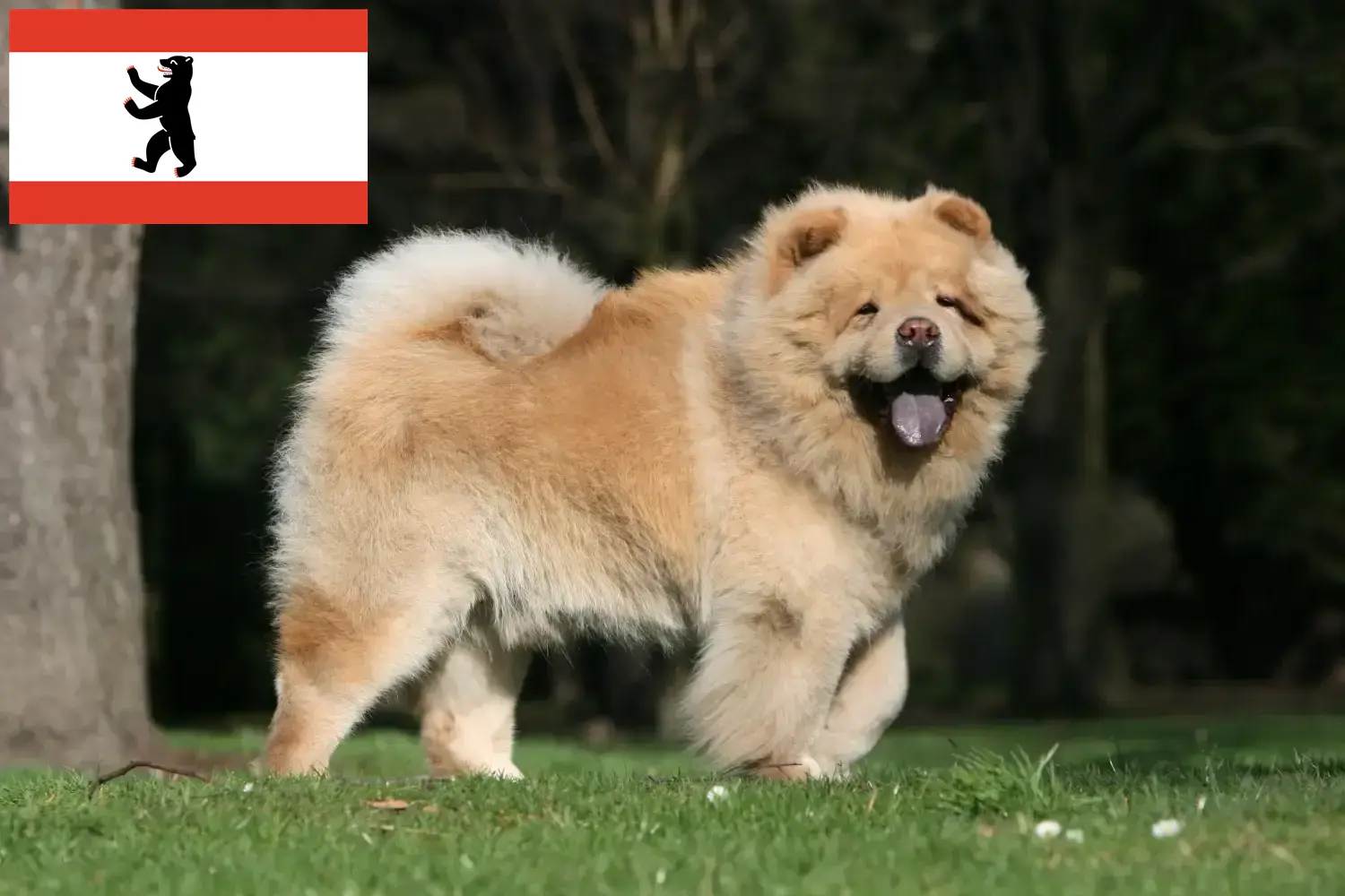 Chow-Chow puppies and breeders Berlin Here you can find Chow-Chows breeders in Berlin.