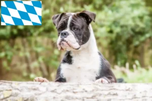 Read more about the article Continental Bulldog breeders and puppies in Bavaria