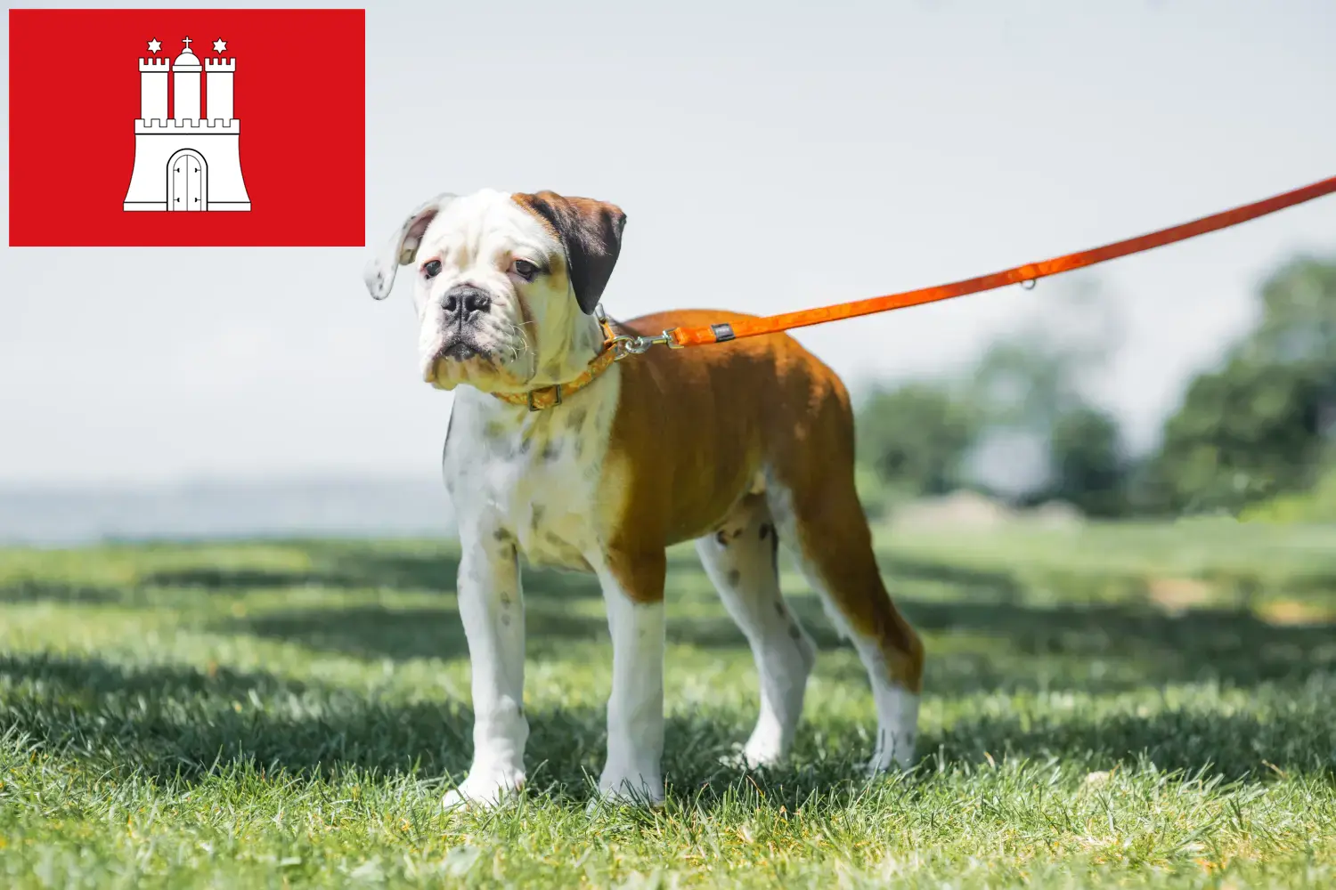 Continental Bulldog puppies and breeders Hamburg Here you can find Continental Bulldogs breeders in Hamburg.