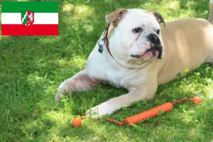 Read more about the article Continental Bulldog breeders and puppies in North Rhine-Westphalia