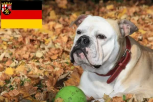 Read more about the article Continental Bulldog breeders and puppies in Rhineland-Palatinate