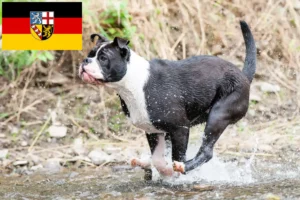 Read more about the article Continental Bulldog breeders and puppies in Saarland