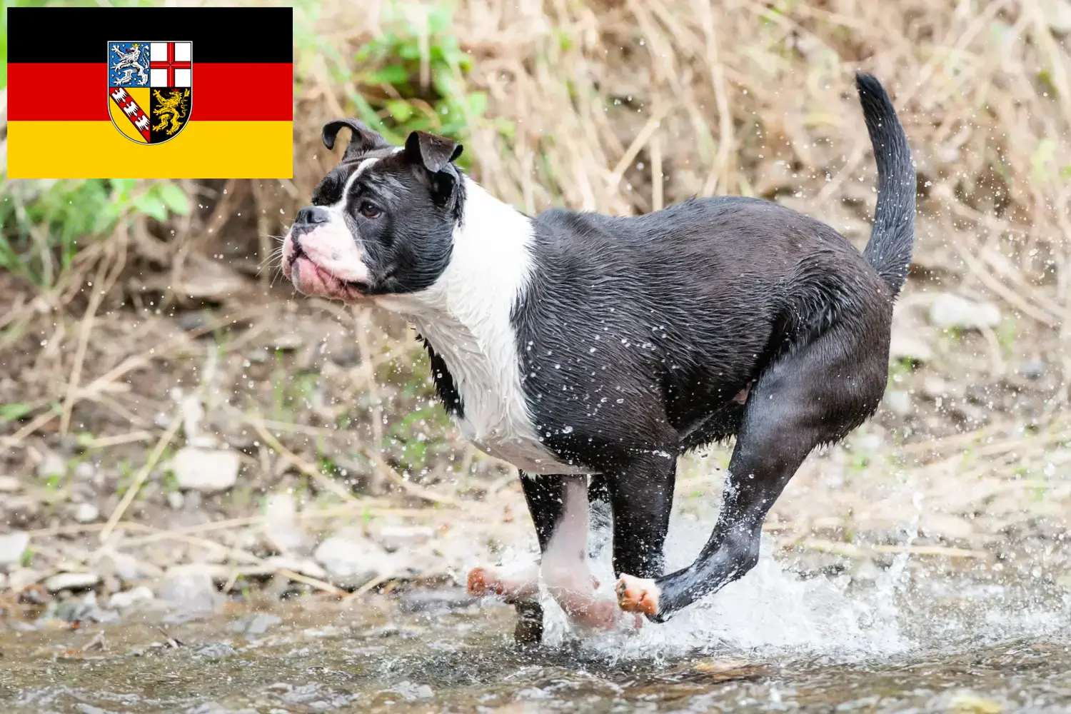Read more about the article Continental Bulldog breeders and puppies in Saarland