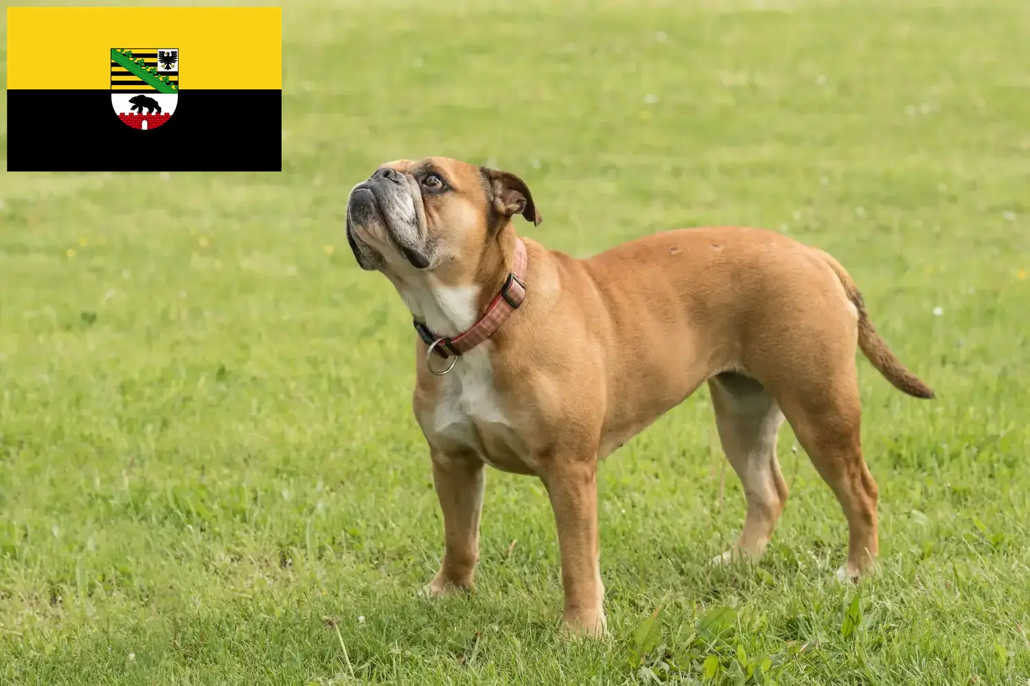Read more about the article Continental Bulldog breeders and puppies in Saxony-Anhalt