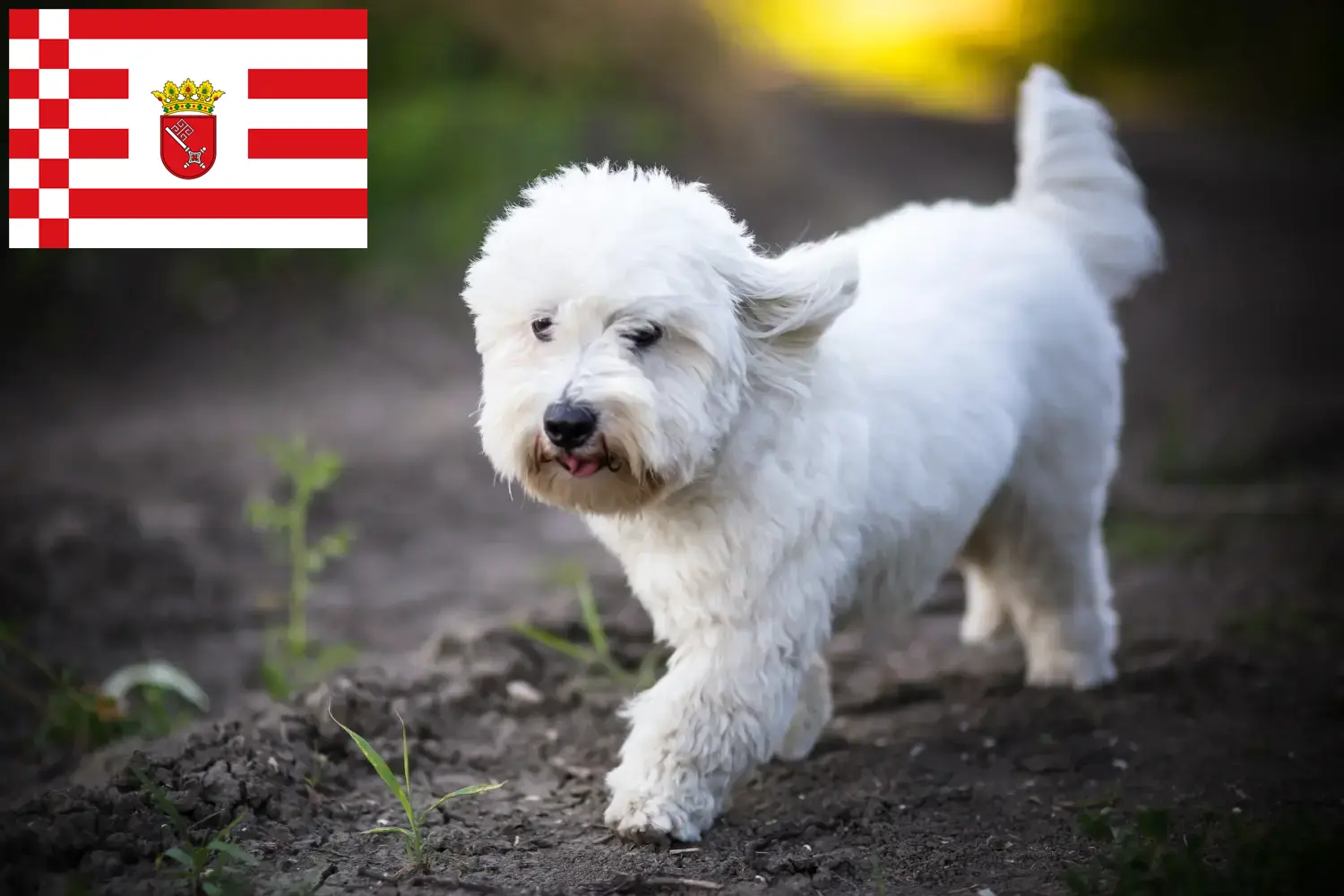 Coton de Tuléar puppies and breeders Bremen Find Coton de Tuléars breeders in Bremen here.