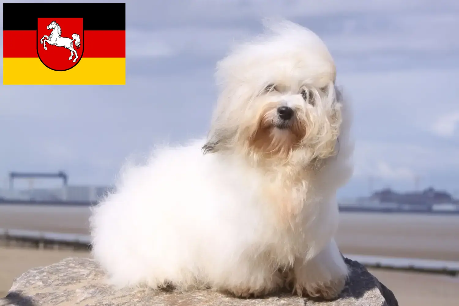 Read more about the article Coton de Tuléar breeders and puppies in Lower Saxony