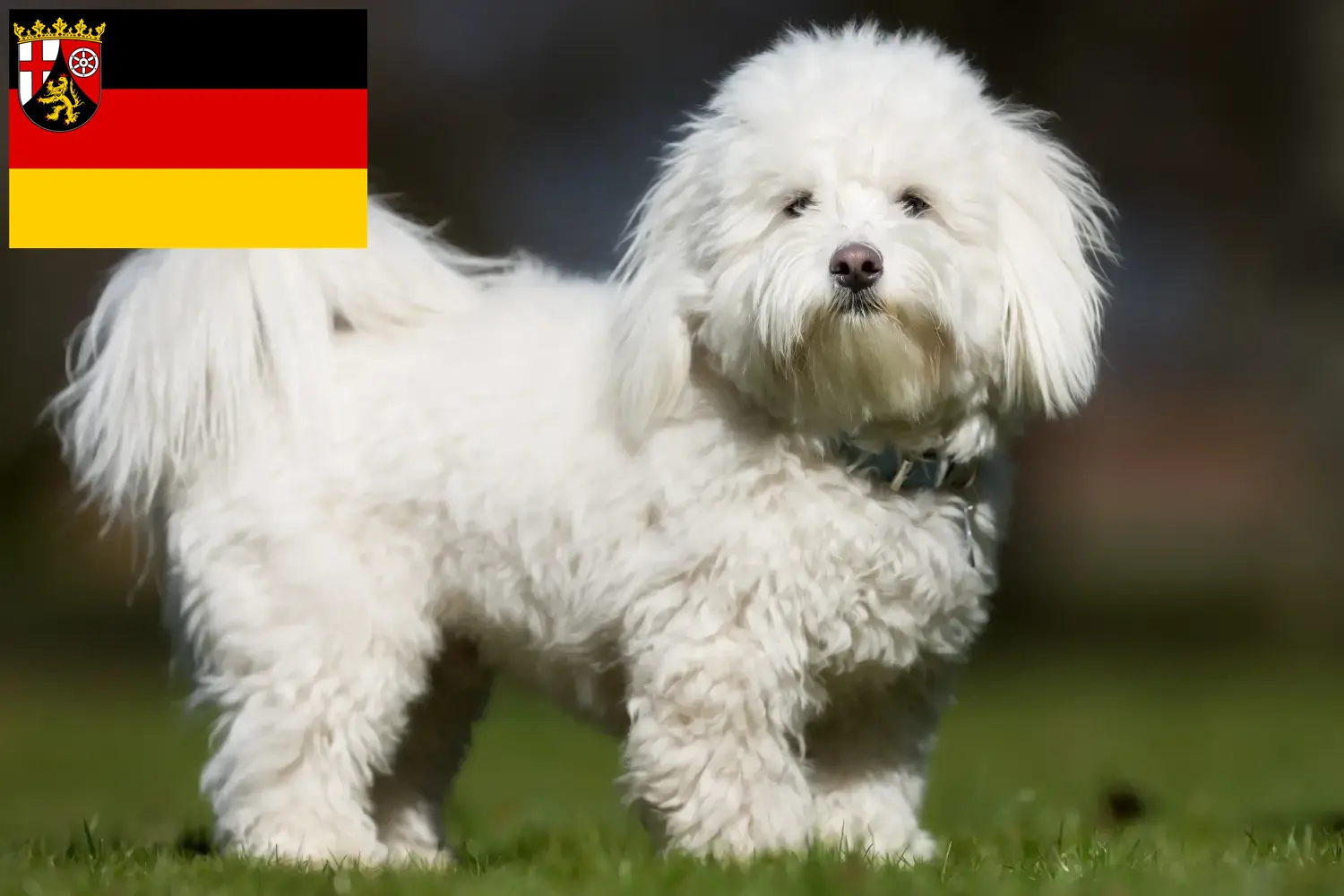Coton de Tuléar puppies and breeders Rhineland-Palatinate Here you will find Coton de Tuléars breeders in Rhineland-Palatinate.