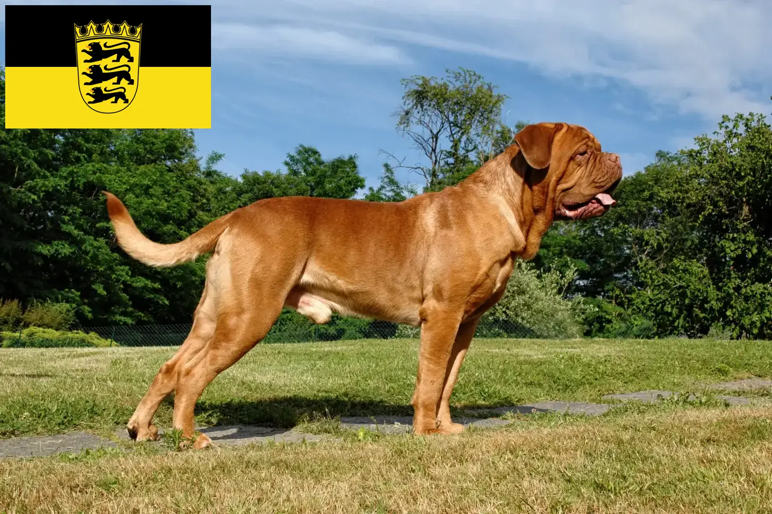 Dogue de Bordeaux puppies and breeders Baden-Württemberg Here you can find Dogue de Bordeaux breeders in Baden-Württemberg.