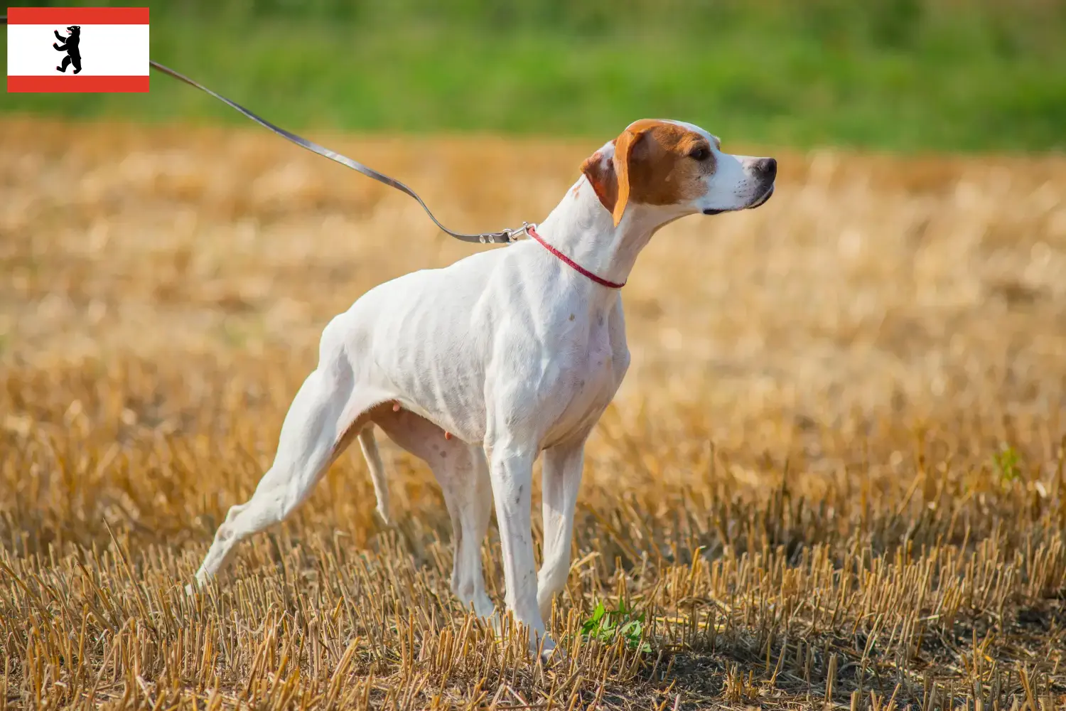 Read more about the article English Pointer breeders and puppies in Berlin