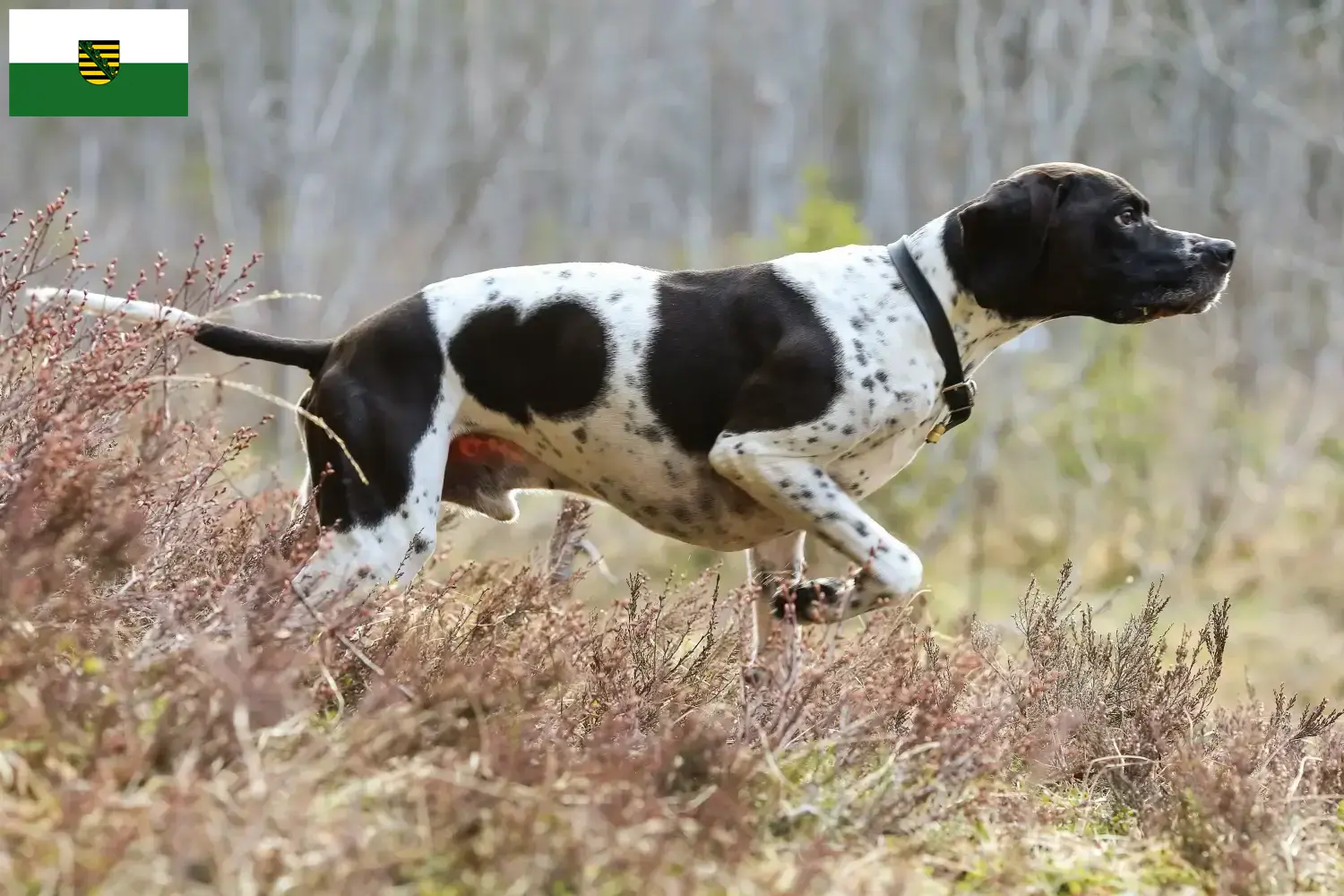 English Pointer puppies and breeders Saxony Here you can find English Pointers breeders in Saxony.