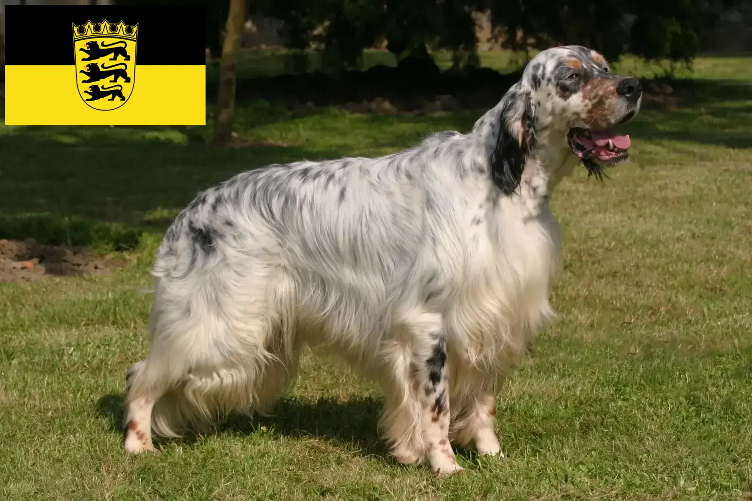 English Setter puppies and breeders Baden-Württemberg Here you can find English Setter breeders in Baden-Württemberg.