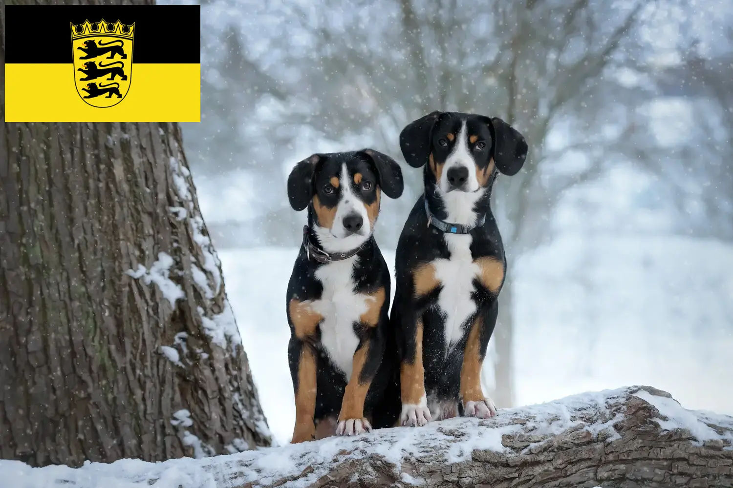 Entlebucher Mountain Dog puppies and breeders Baden-Württemberg Here you can find Entlebucher Mountain Dog breeders in Baden-Württemberg.