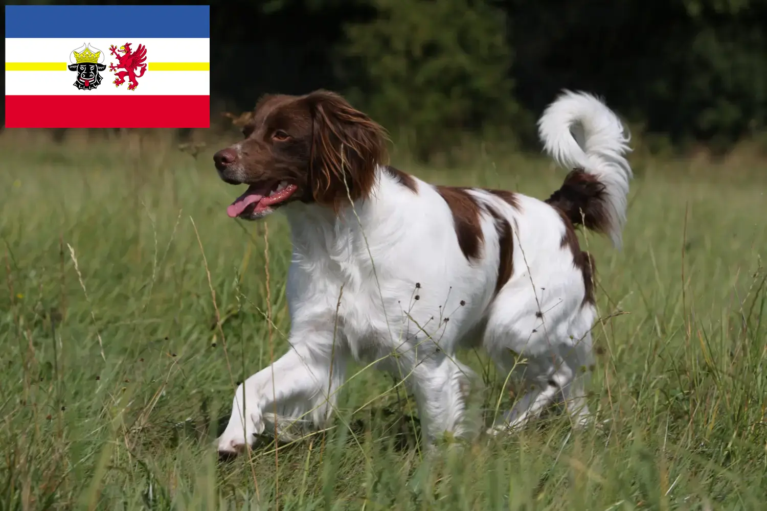 Epagneul Breton puppies and breeders Mecklenburg-Vorpommern Here you can find Epagneul Bretons breeders in Mecklenburg-Vorpommern.