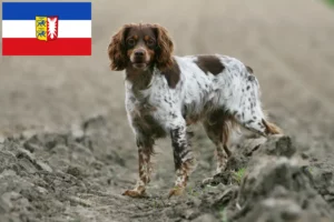 Read more about the article Epagneul Breton breeders and puppies in Schleswig-Holstein