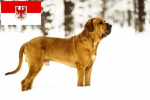 Read more about the article Fila Brasileiro breeders and puppies in Brandenburg