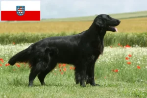Read more about the article Flat Coated Retriever breeders and puppies in Thuringia