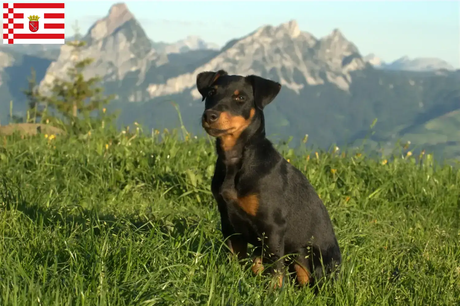 German Hunting Terrier Puppies and Breeder Bremen Here you will find German Hunting Terrier breeders in Bremen.