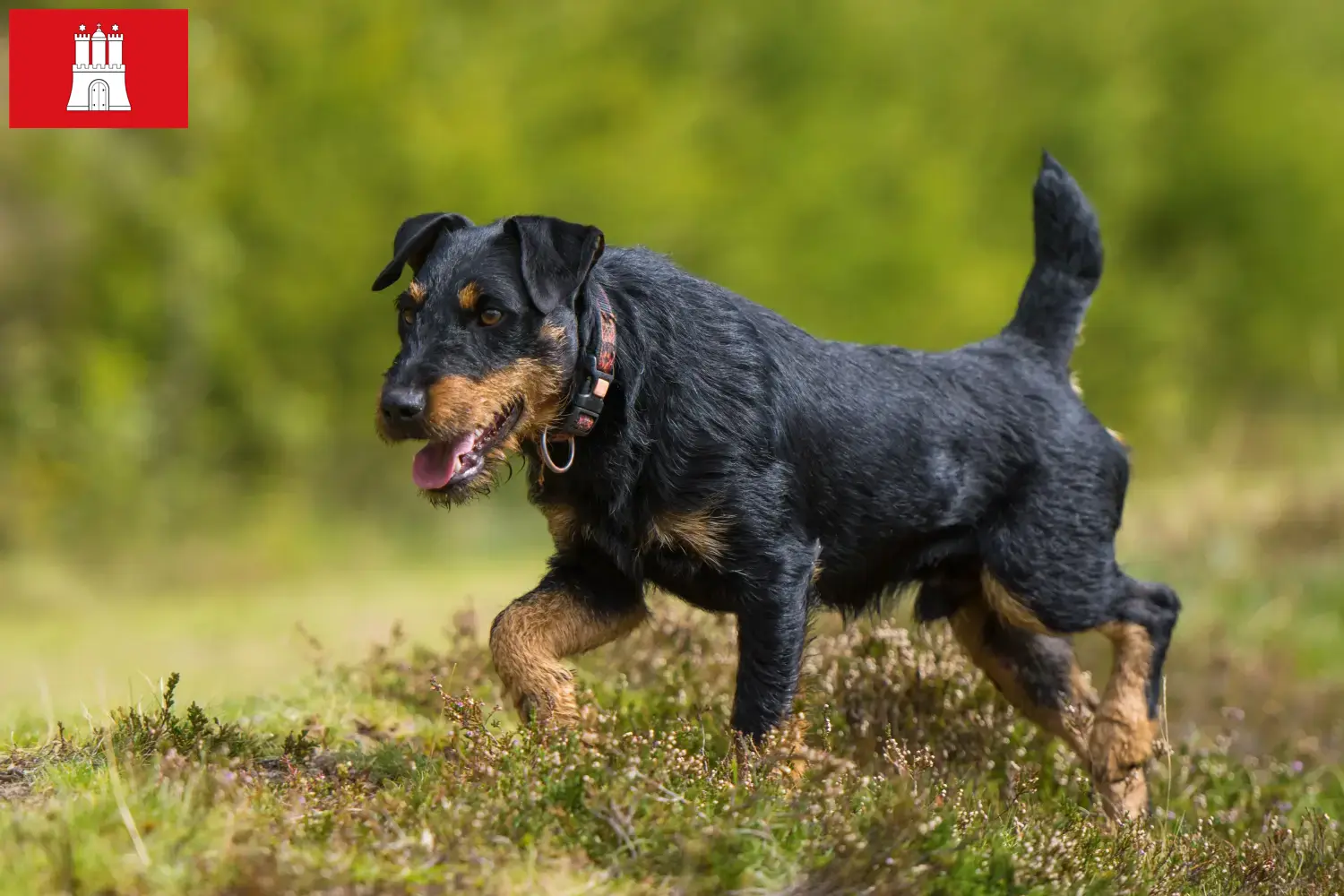 German Hunting Terrier Puppies and Breeder Hamburg Here you will find German Hunting Terrier breeders in Hamburg.