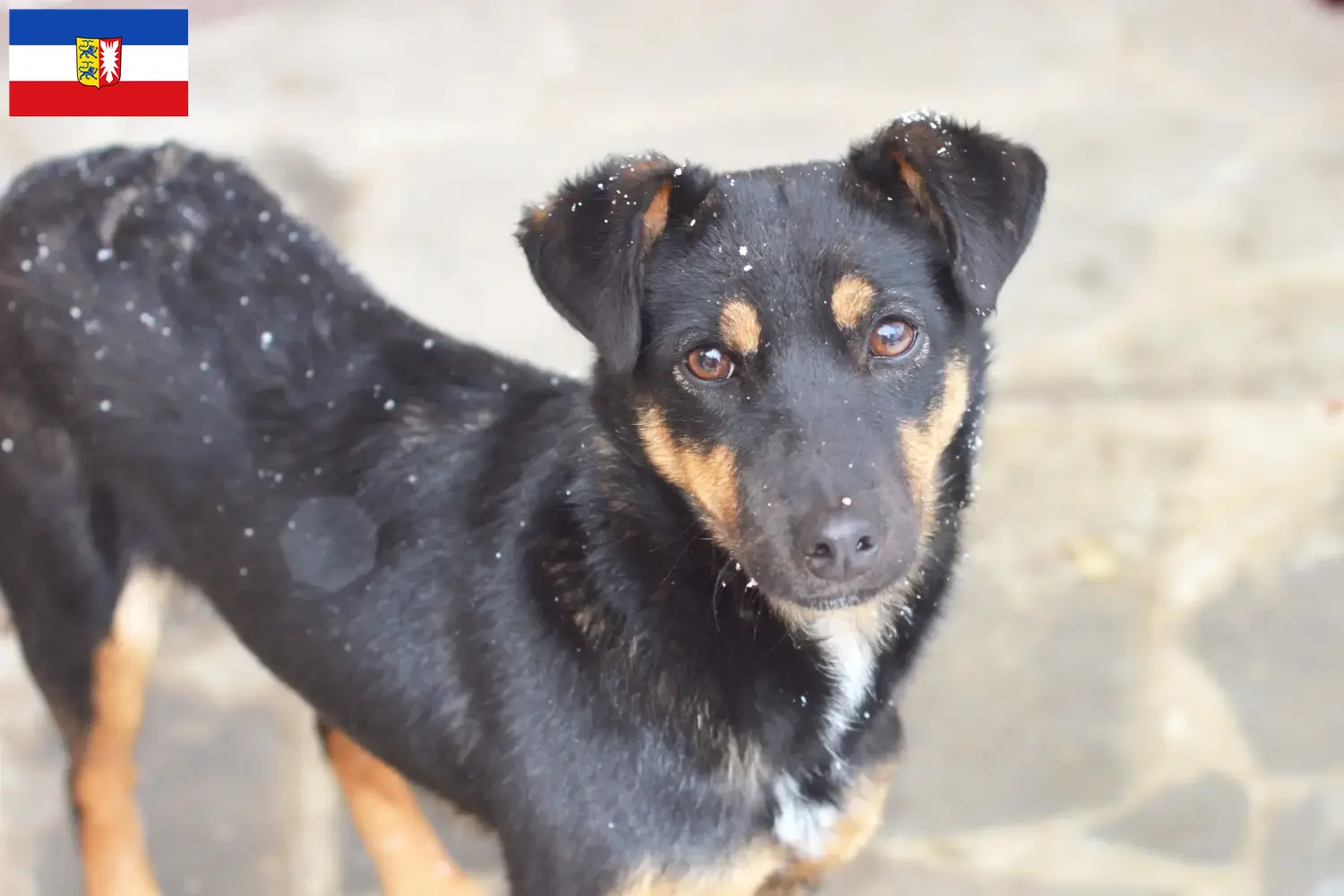 German Hunting Terrier puppies and breeders Schleswig-Holstein Here you will find German Hunting Terrier breeders in Schleswig-Holstein.