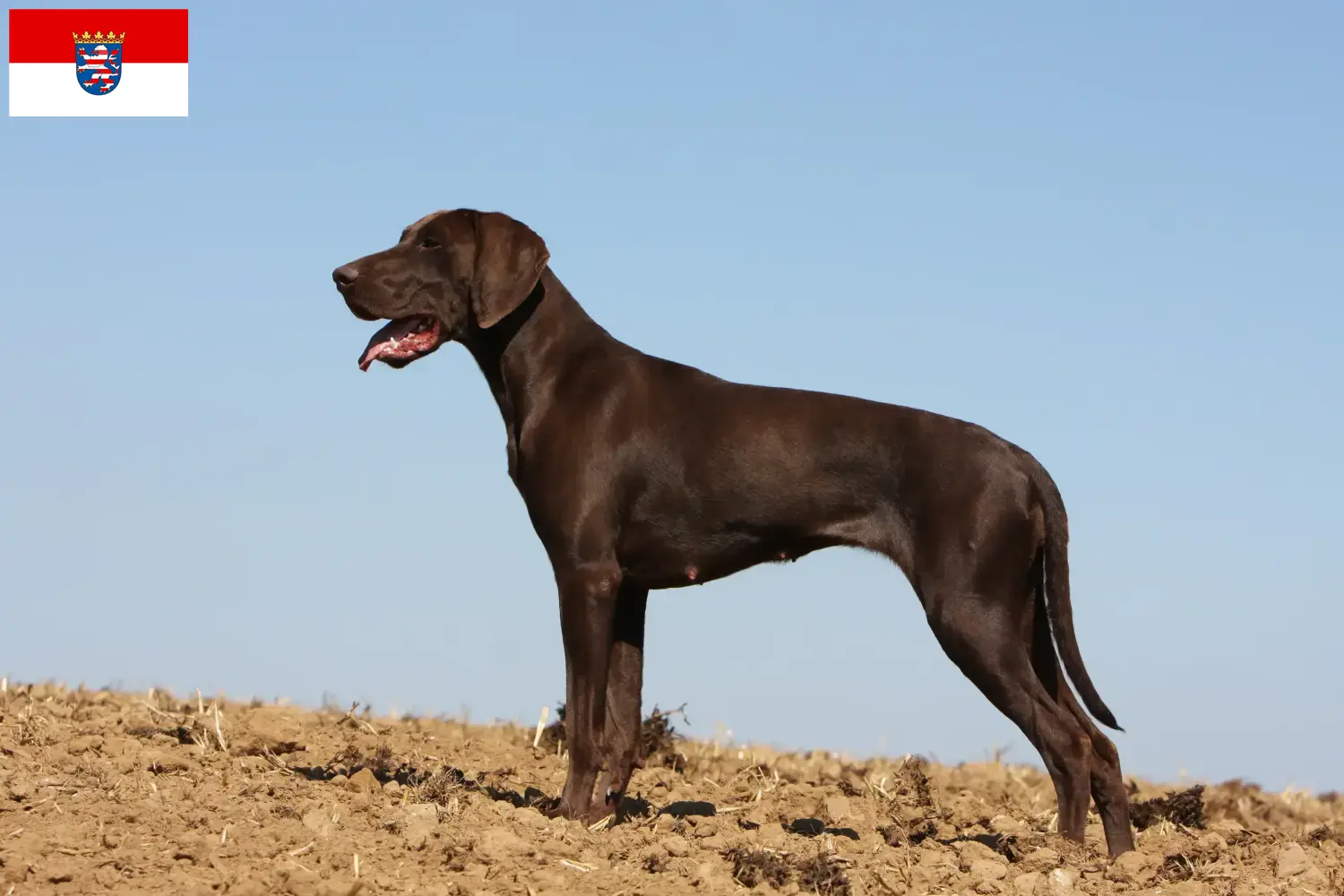 German Shorthair puppies and breeders Hessen Here you can find German Shorthair breeders in Hessen.