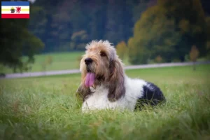 Read more about the article Grand Basset Griffon Vendéen breeders and puppies in Mecklenburg-Vorpommern