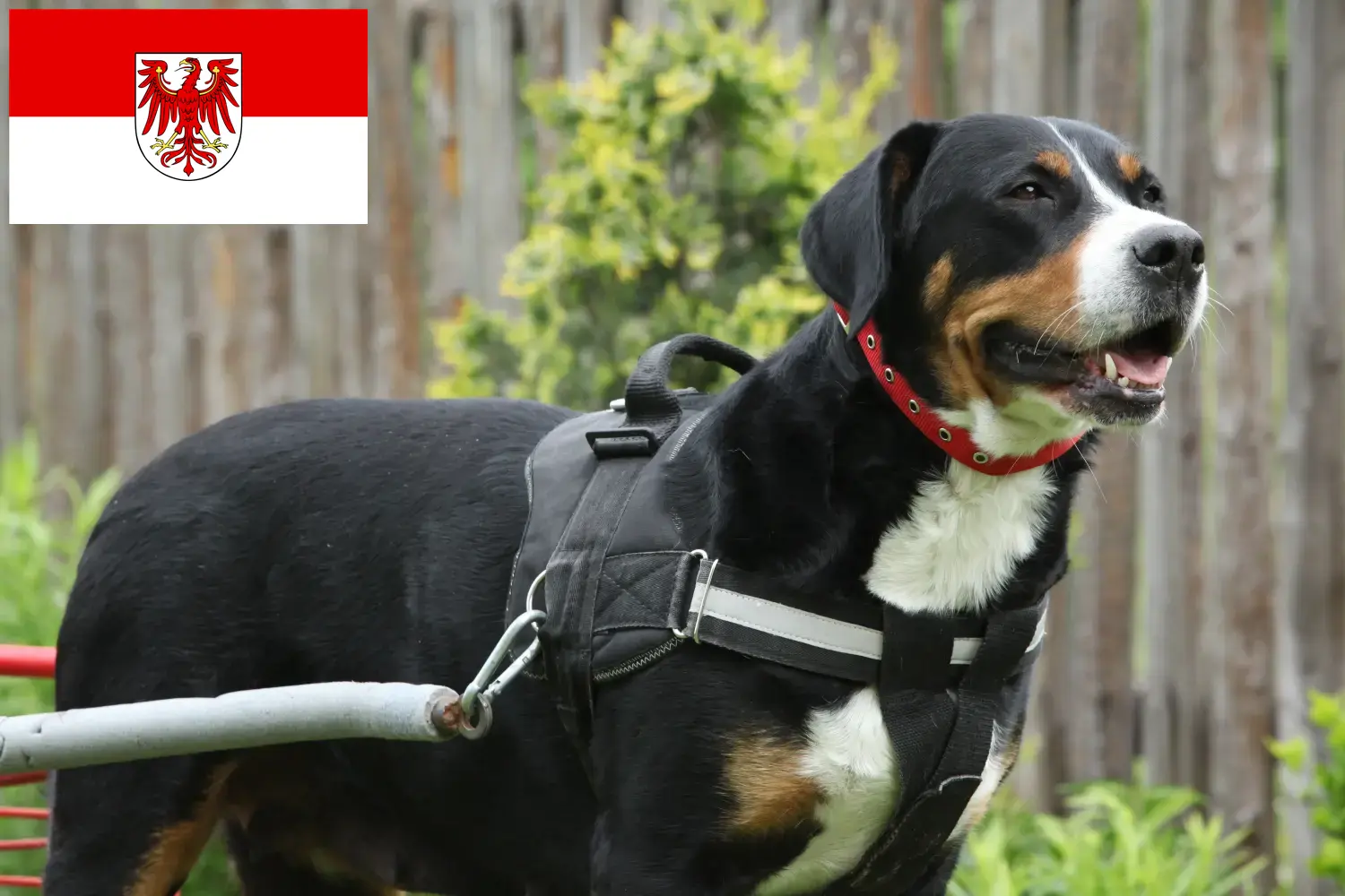 Great Swiss Mountain Dog Puppies and Breeder Brandenburg Here you can find Great Swiss Mountain Dog breeders in Brandenburg.