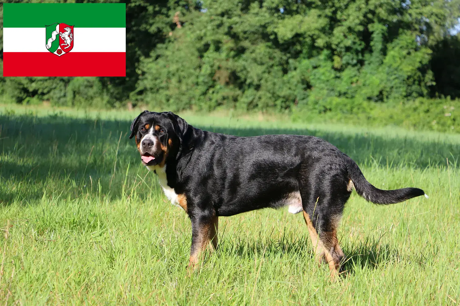 Great Swiss Mountain Dog puppies and breeders North Rhine-Westphalia Find Great Swiss Mountain Dog breeders in North Rhine-Westphalia.