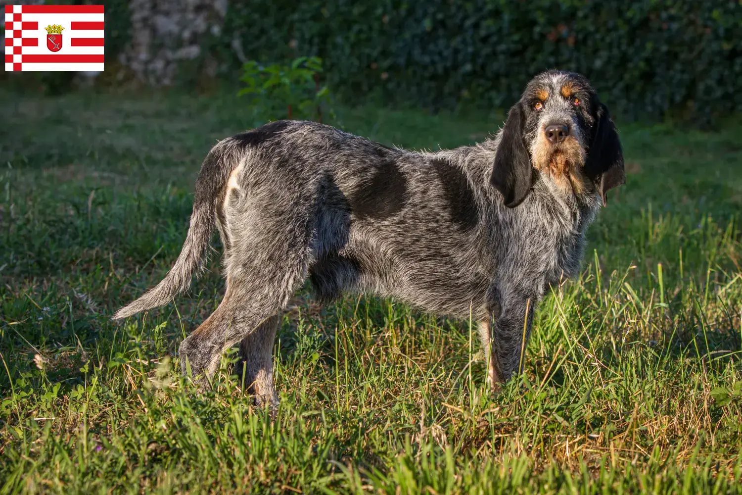 Read more about the article Griffon Bleu de Gascogne breeders and puppies in Bremen