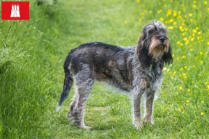 Read more about the article Griffon Bleu de Gascogne breeders and puppies in Hamburg