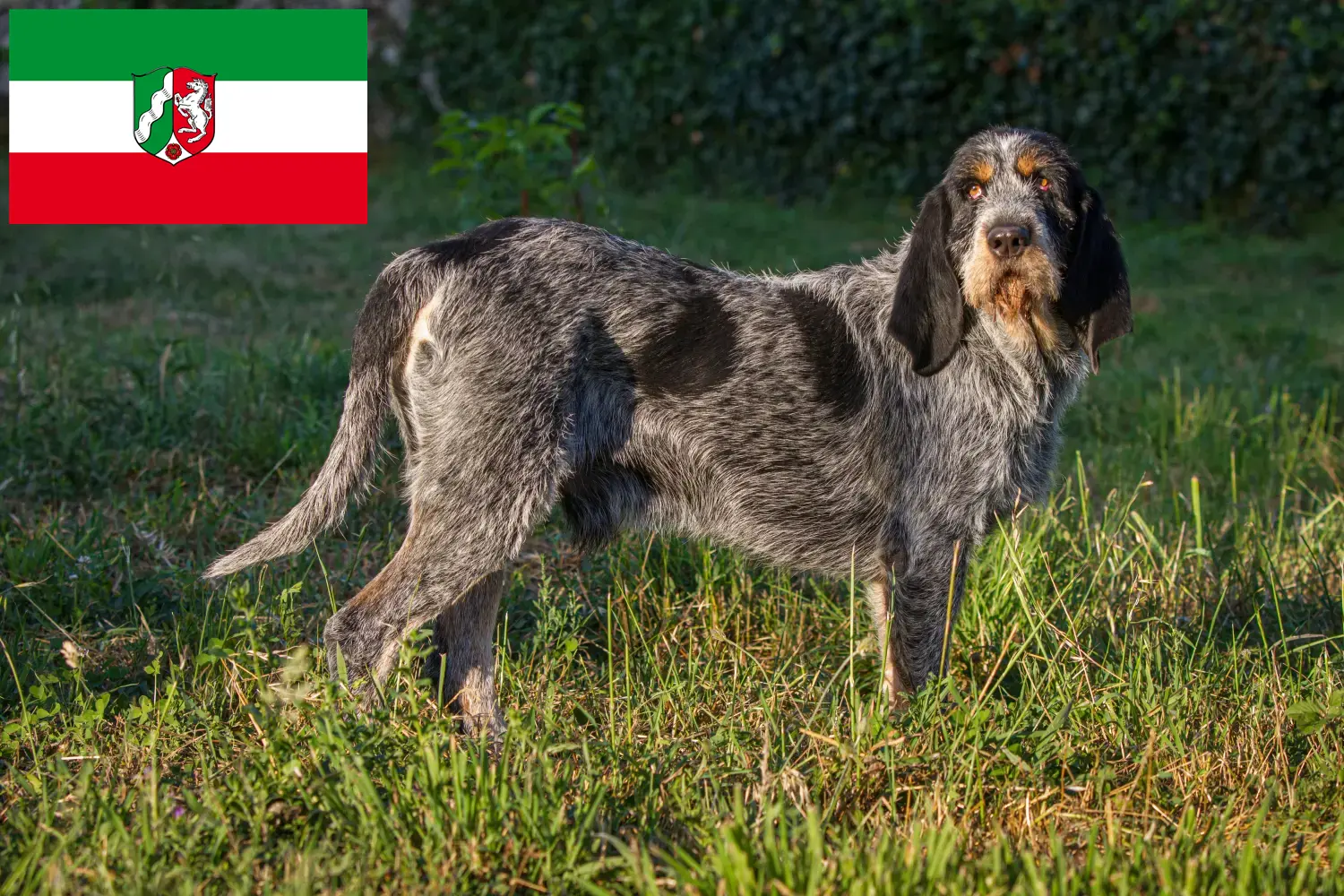 Griffon Bleu de Gascogne puppies and breeders North Rhine-Westphalia Find Griffon Bleu de Gascognes breeders in North Rhine-Westphalia.