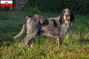 Read more about the article Griffon Bleu de Gascogne breeders and puppies in Thuringia