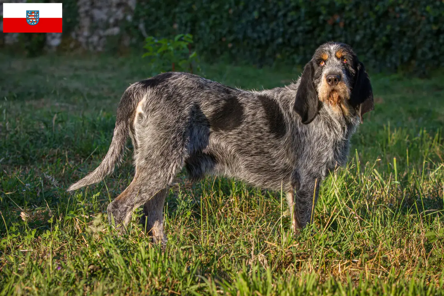 Griffon Bleu de Gascogne puppies and breeders Thuringia Find Griffon Bleu de Gascognes breeders in Thuringia here.