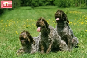 Read more about the article Griffon d’arrêt à poil dur Breeder and puppies in Bremen