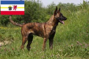 Read more about the article Hollandse Herdershond breeders and puppies in Mecklenburg-Vorpommern