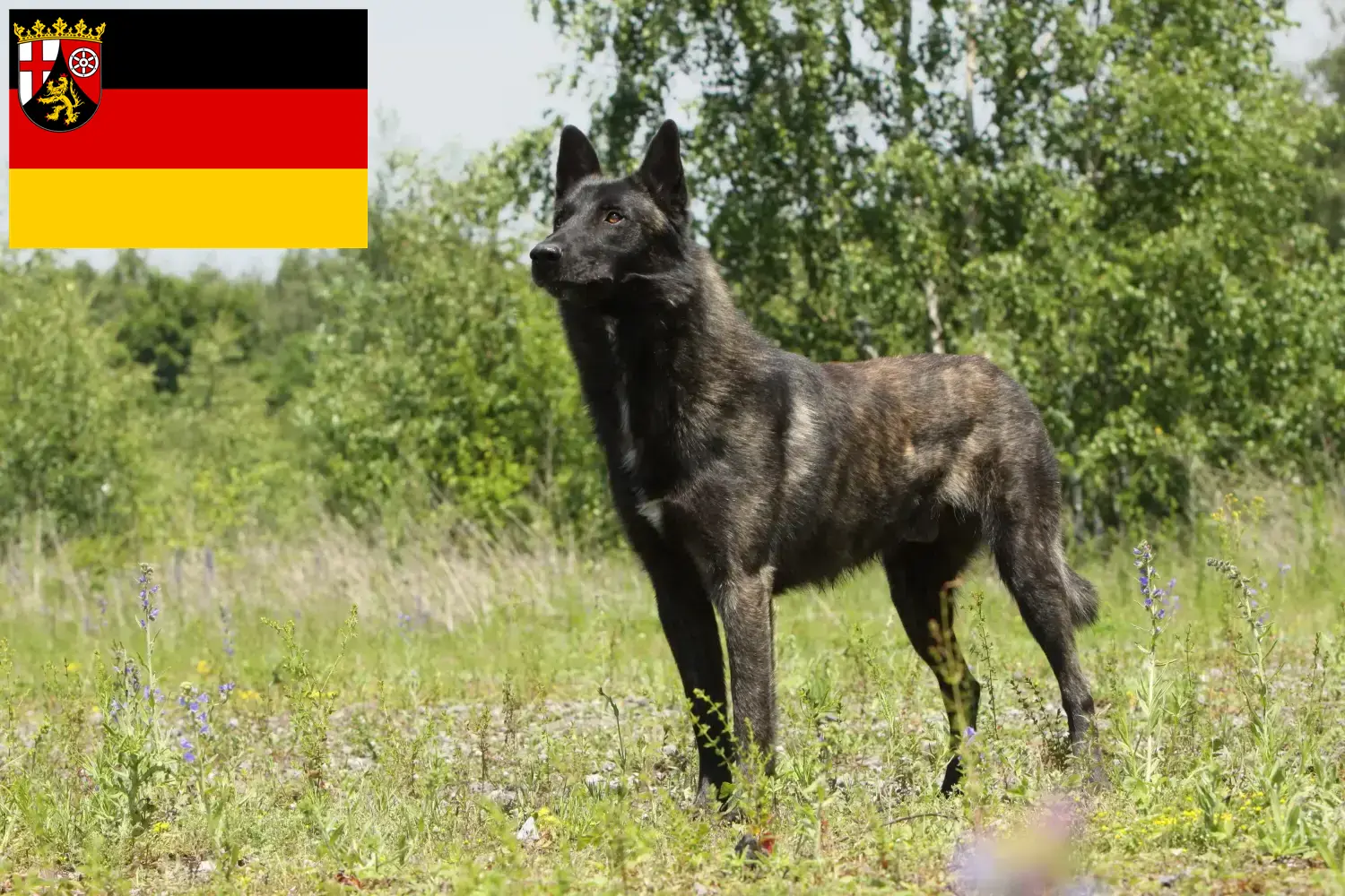 Hollandse Herdershond puppies and breeders Rhineland-Palatinate Here you can find Hollandse Herdershonden breeders in Rhineland-Palatinate.
