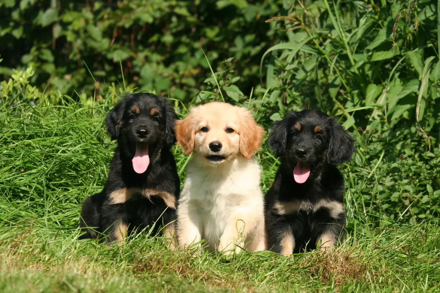 Buying a Hovawart puppy means taking responsibility! Buy Hovawart puppies.