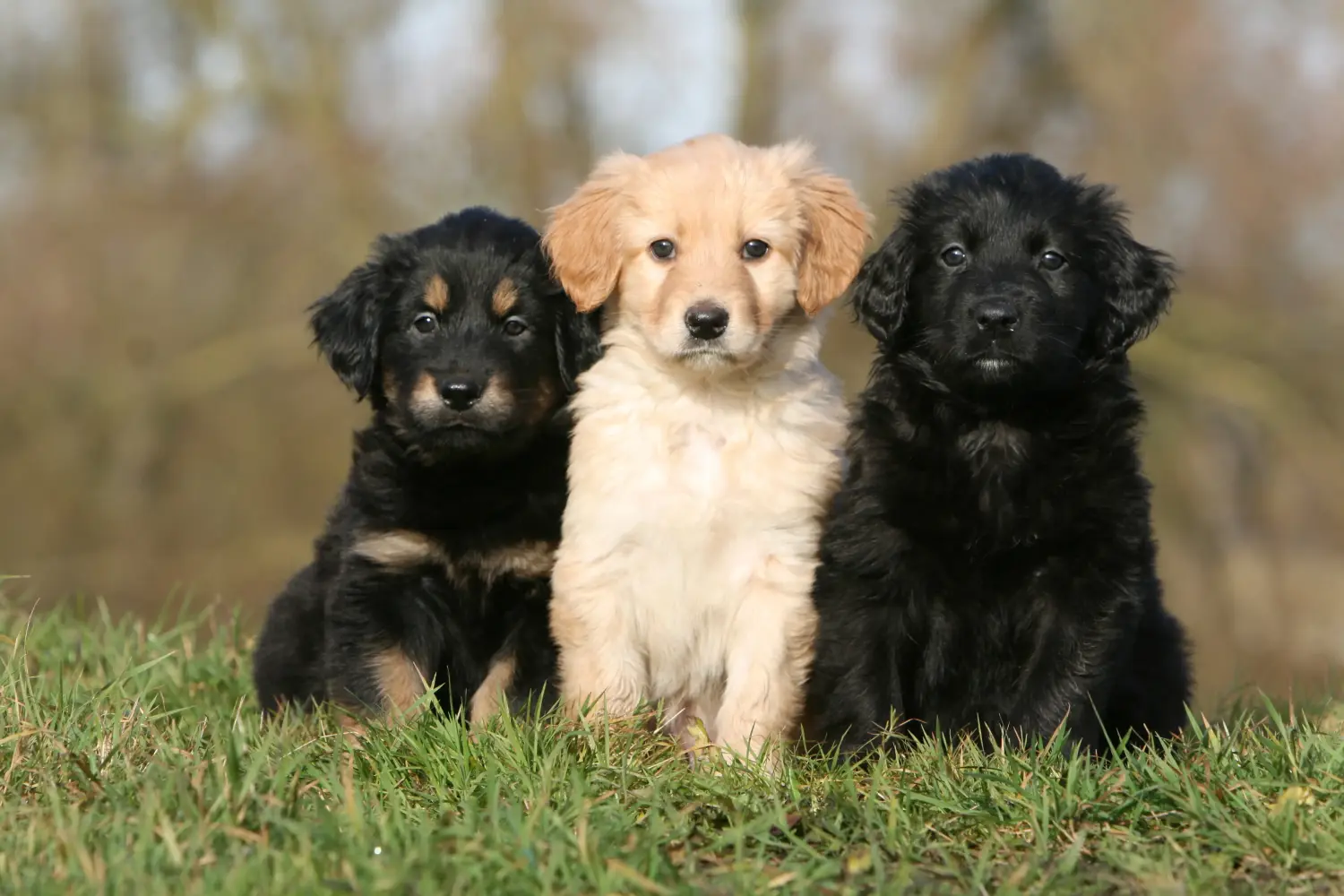 Buying a Hovawart puppy means taking responsibility! Buy Hovawart puppies.