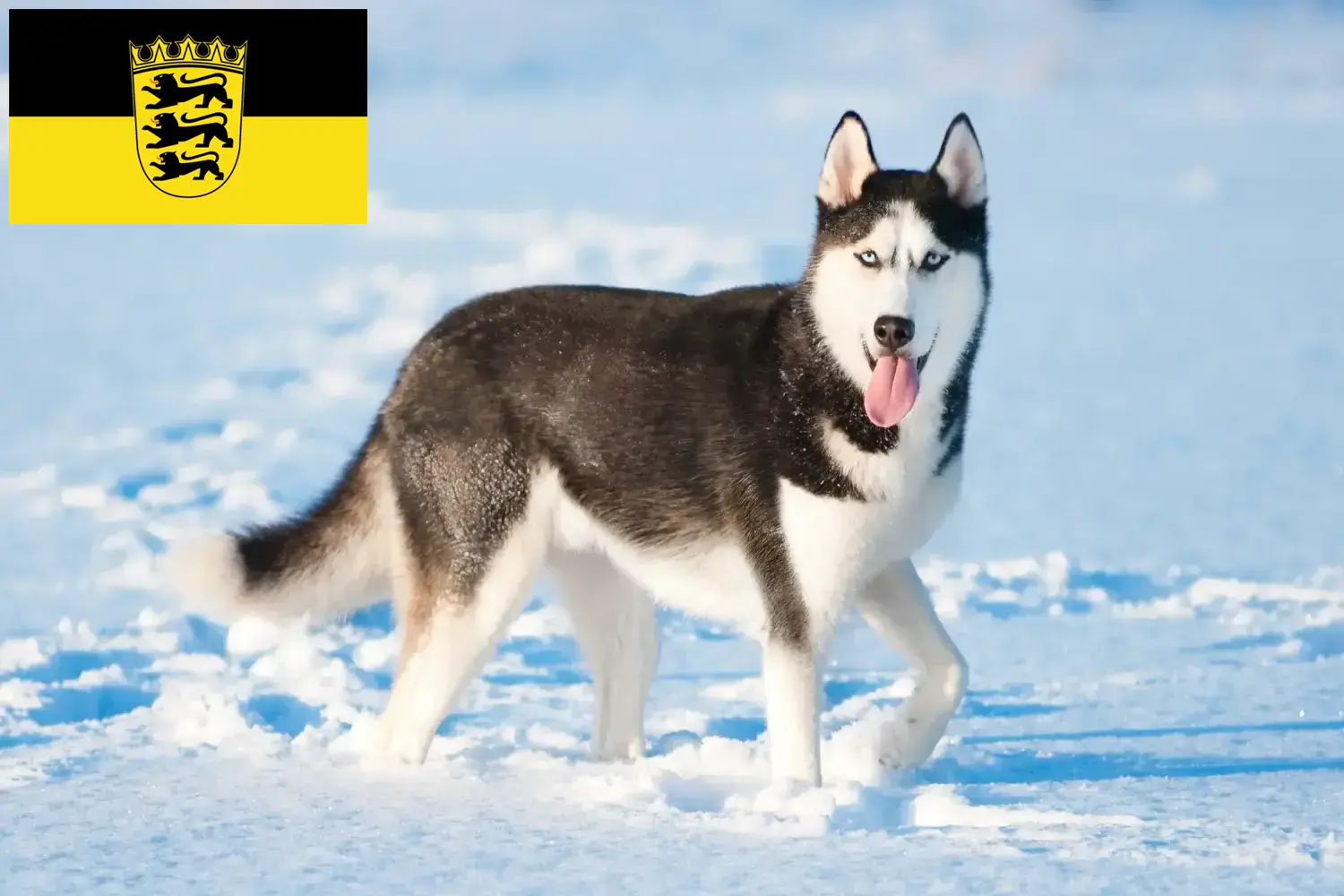 Read more about the article Husky breeders and puppies in Baden-Württemberg