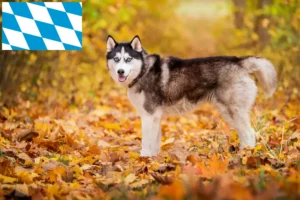 Read more about the article Husky breeders and puppies in Bavaria